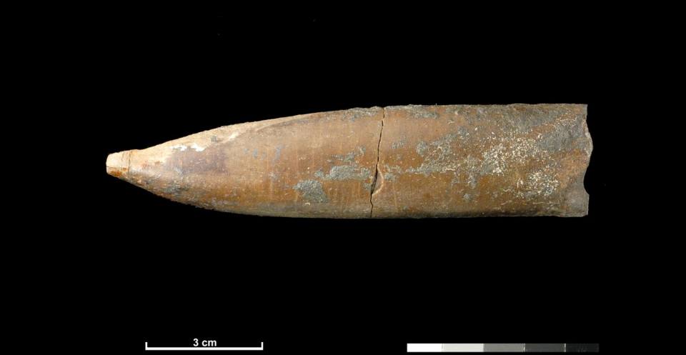 A fossil belemnite from North West Scotland.